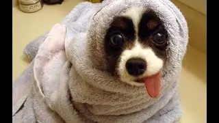 Приколы с животными. Смешная подборка приколов. :D