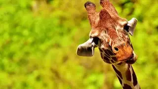 Gentle Giants: Unveiling the World of Giraffes | World's Largest Creature - 4K video