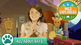 Wild Explorers - All About Bats