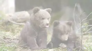 Bear Necessities  A Journey Through Life - 2024