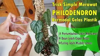RAHASIA Daun Cepat Besar Pertumbuhan Lebih Maksimal & Mudah Saat Perbanyakan | Tips Tanaman Hias