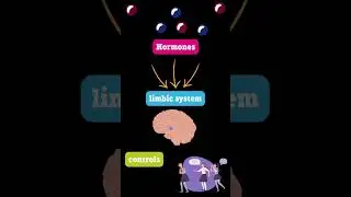How puberty changes your brain?