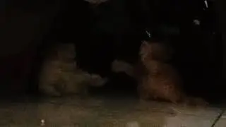 Anak kucing anggora yg lucu