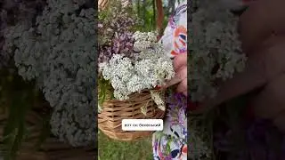 Тысячелистник от паразитов #травянойсбор #тысячелистник #целебныетравы