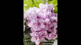 Volkmann's Merry Christmas #flowers #цветы