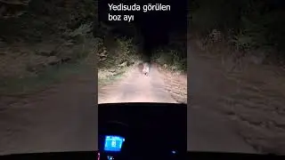 Yedisu da Görülen Boz Ayı #shortvideo  #öneçıkar #shorts  #hayvanlar #bozayı #animals  #yabanhayatı
