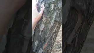 Израиль.Мой друг лис.