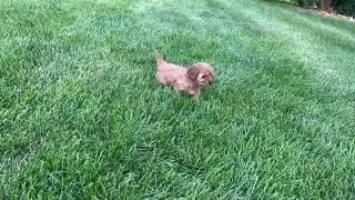 Haven playing outside!