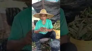 durian kampung kepada musang king