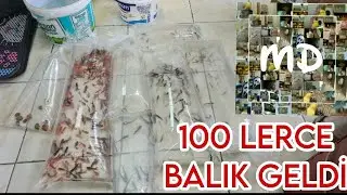 AKVARYUMA 100 LERCE BALIK ALDIM