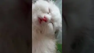 кот спит как дохлый