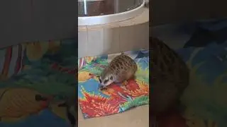 Передано ждём любимую мамочку
