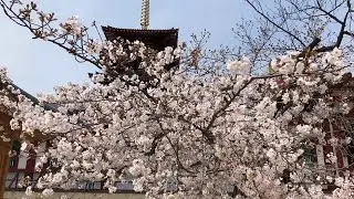 ⁴ᴷ 【桜満開/大阪 四天王寺/2020】4/3(金)