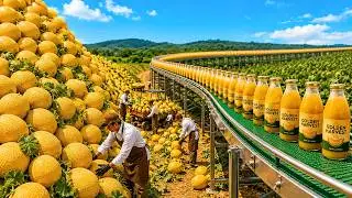 How Millions of Golden Melons Become Juice, Frozen Fruit & Dried Fruit | Full Factory Process