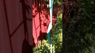 СБОР ВИШНИ.ЛАЙФХАК
