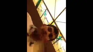 Yan Leto   Яна потерял