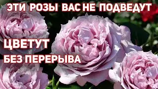 🌺Цветение роз, мои любимые сорта лето 2022 года!🌿