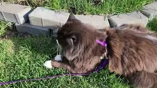Cat Watches as the Defender Conquers the Yard!