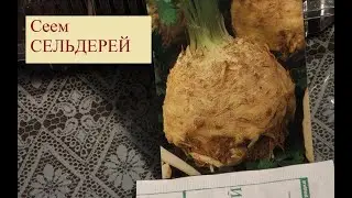 447. СЕЛЬДЕРЕЙ НА РАССАДУ=самый простой и надежный СПОСОБ=