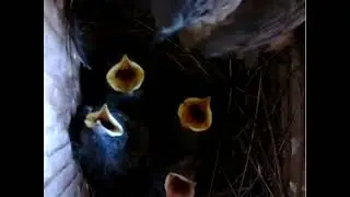 Bluebird chicks