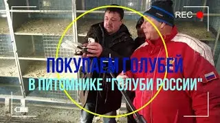 Покупаем голубей в самом большом питомнике России