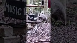 Back To School? Not For This Raccoon 🦝