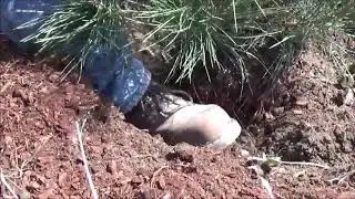 Tree Planting Tips and Tricks - How To Plant A Tree Properly - Permaculture Orchard Basics