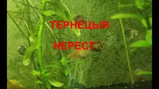 Как нереститься Тернецыя