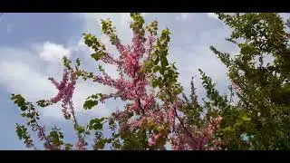 Mənim ev güllərim 🥰🥰🌹gözəllik