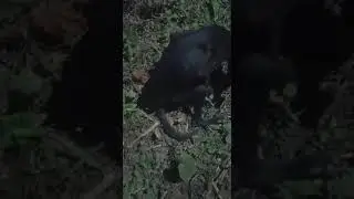 #resgate #pucca #anima #caes #abandon #rj #cachorr #pet #ajud #adocao #adote #socorro #bich