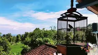 Pleci zipper witt witt Sambung ngeroll, Cocok untuk masteran dan pancingan bunyi pleci lain