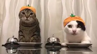 Официант
