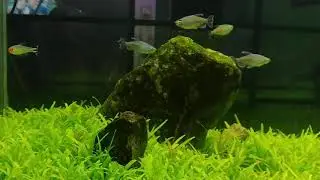 75 gallon tank progress