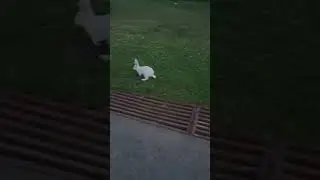 Зайцу повезло он убежал