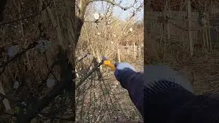 Как обновлять ветви на абрикосе с понижением кроны.