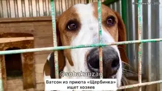 Ватсон англо русская гончая, был домашним, папаш в приют «Щербинка». Проект помощи Собака Юзао