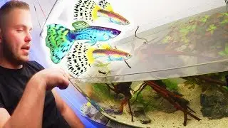ENDLER GUPPY ZUCHT AQUARIUM AUFBAUEN (Baby Becken) | Cranket