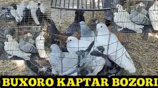 Buxoro kaptar bozori. Бухоро каптар бозори 29 05 2022