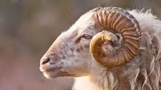 Чем пахнет ШОФАР ?