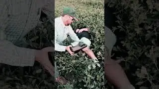 VHS Footage Of Snake Attack