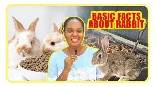 Strong Basic Secre't'es about rabbits taught at RABBICARE....