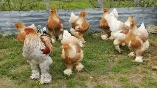 Lemon pyle brahma chicken | brahma chicken breed | lemon brahma | fancy hens & rooster 🐓🐓🐔🐓