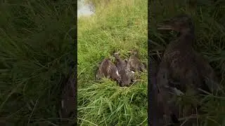 ОТКРЫТИЕ ОСЕННЕЙ ОХОТЫ НА УТКУ #shorts