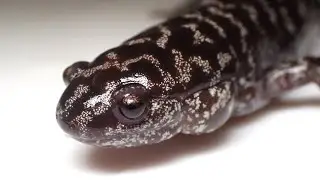 Can we Save Frosted Flatwoods Salamanders?
