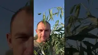 #деревня