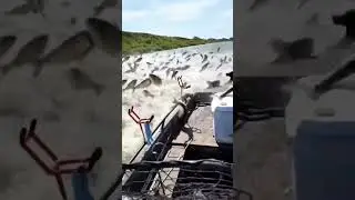 fish rain