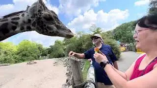 Let’s feed Lewis the giraffe 🦒 at the Pittsburgh Zoo