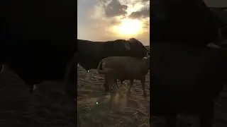 большой бык  весом 1000