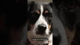 Dog Myths Debunked Part 2 