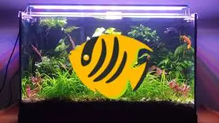 Mi acuario Natural 🐠🌿🐚